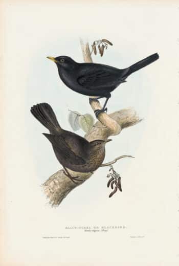 Gould Birds of Europe, Pl. 72 Black Ouzel, or Blackbird