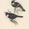 Gould Birds of Europe, Pl. 73 Ring Ouzel