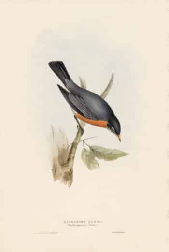 Gould Birds of Europe, Pl. 74 Migratory Ouzel
