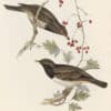 Gould Birds of Europe, Pl. 75 Black-Throated Thrush