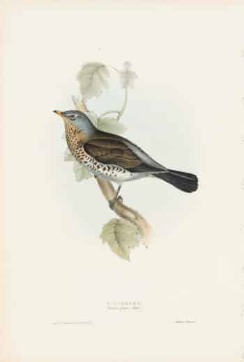 Gould Birds of Europe, Pl. 76 Fieldfare