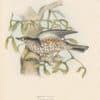Gould Birds of Europe, Pl. 77 Missel Thrush