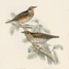 Gould Birds of Europe, Pl. 78 Song Thrush & Redwing