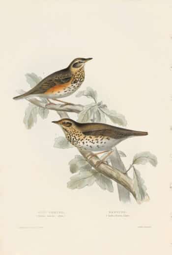 Gould Birds of Europe, Pl. 78 Song Thrush & Redwing