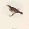 Gould Birds of Europe, Pl. 79 Naumann's Thrush