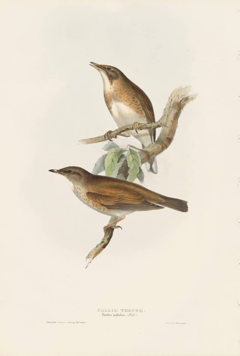 Gould Birds of Europe, Pl. 80 Pallid Thrush