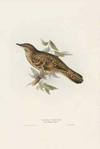 Gould Birds of Europe, Pl. 81 White's Thrush