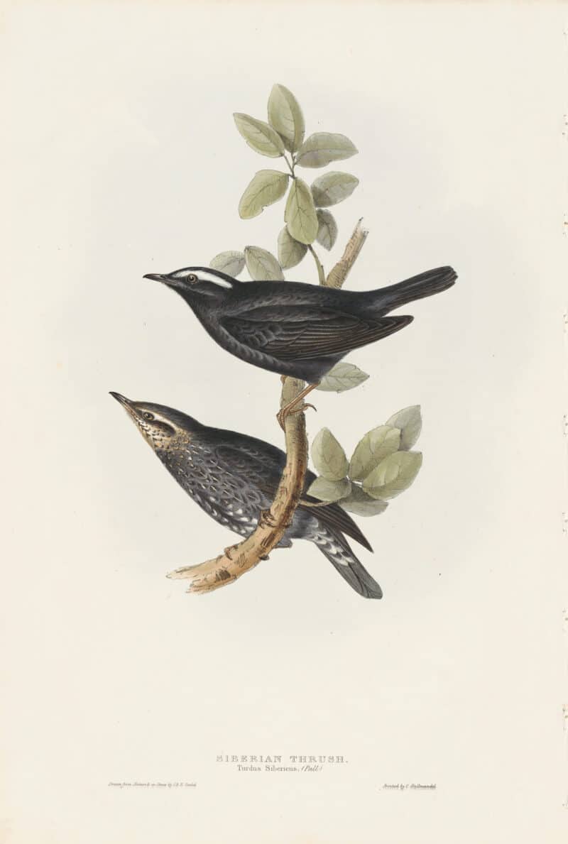 Gould Birds of Europe, Pl. 82 Siberian Thrush
