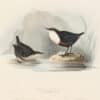 Gould Birds of Europe, Pl. 83 Water Ouzel