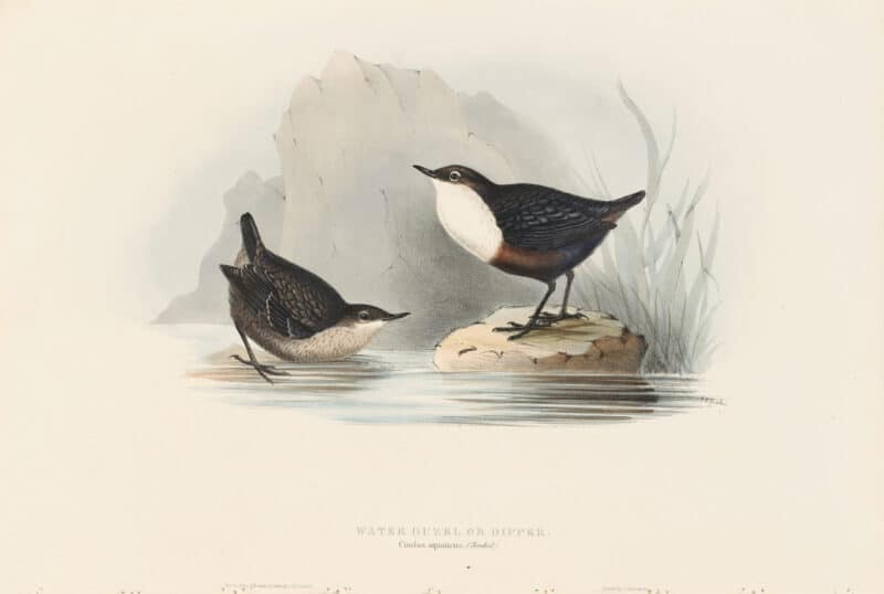 Gould Birds of Europe, Pl. 83 Water Ouzel