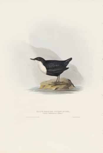 Gould Birds of Europe, Pl. 84 Black-Bellied Water Ouzel