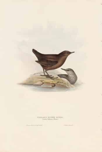 Gould Birds of Europe, Pl. 85 Pallas's Water Ouzel