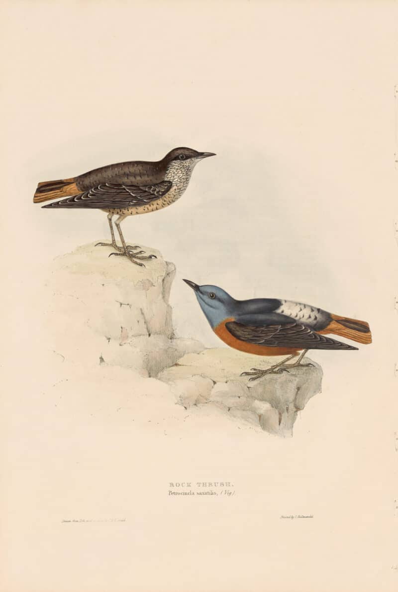 Gould Birds of Europe, Pl. 86 Rock Thrush