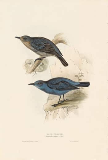 Gould Birds of Europe, Pl. 87 Blue Thrush