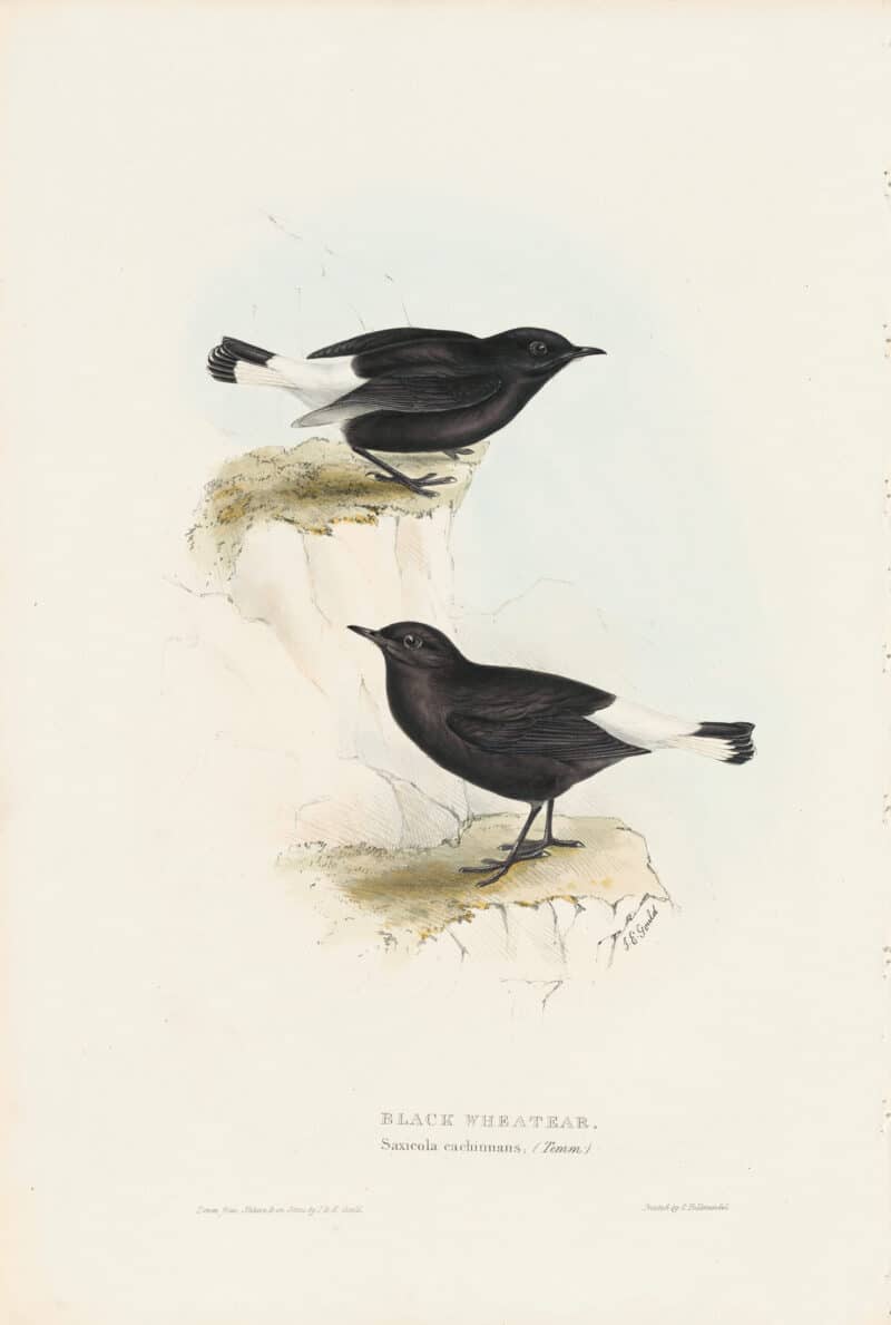Gould Birds of Europe, Pl. 88 Black Wheatear