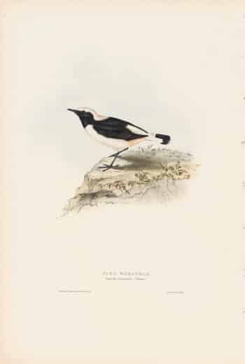 Gould Birds of Europe, Pl. 89 Pied Wheatear