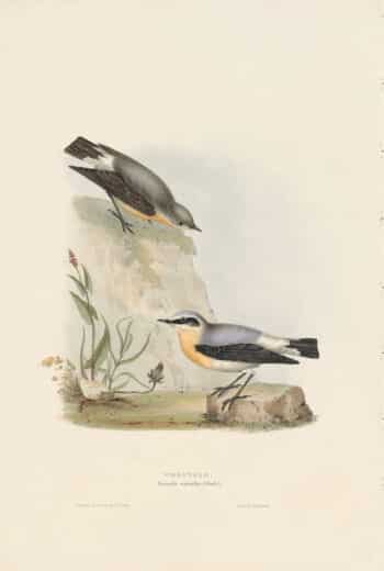 Gould Birds of Europe, Pl. 90 Wheatear