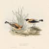 Gould Birds of Europe, Pl. 91 Russet Wheatear