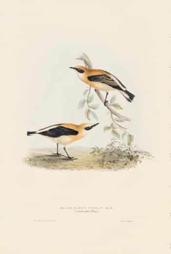 Gould Birds of Europe, Pl. 92 Black-Eared Wheatear