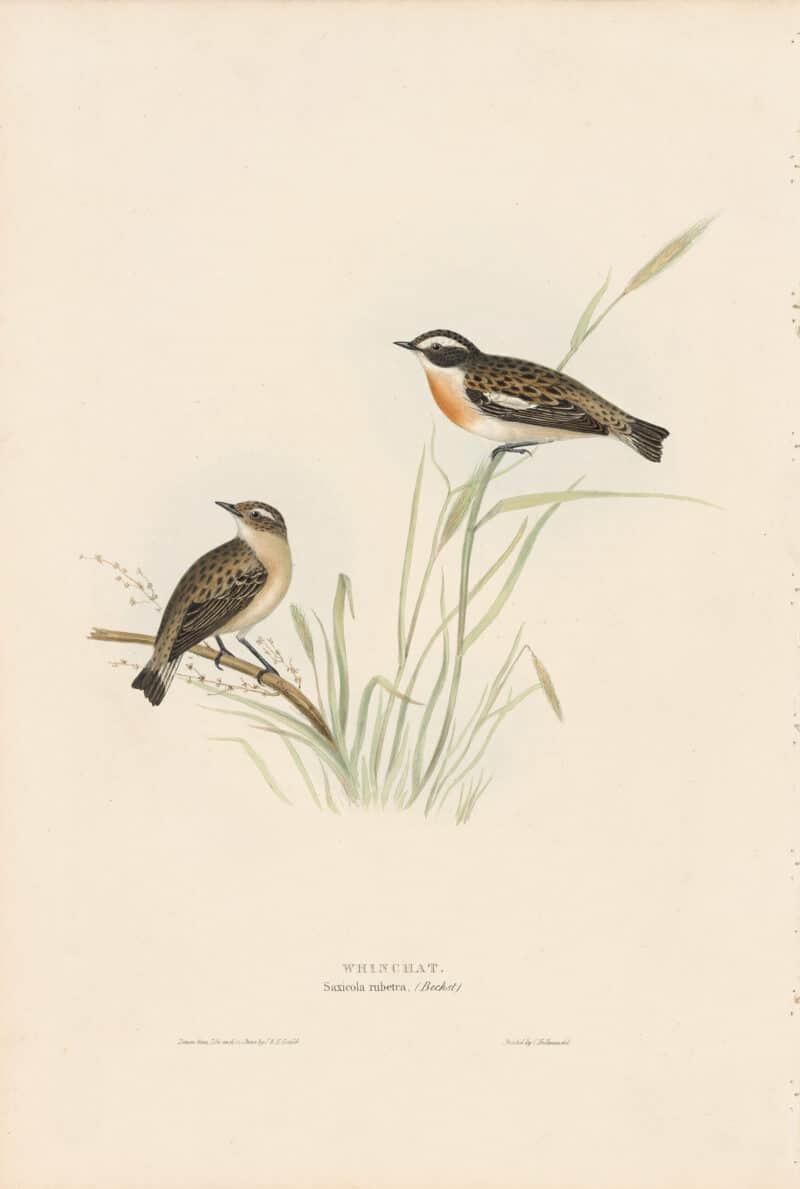 Gould Birds of Europe, Pl. 93 Whinchat