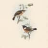 Gould Birds of Europe, Pl. 94 Stonechat