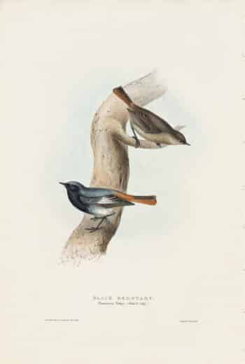Gould Birds of Europe, Pl. 96 Black Redstart