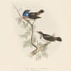 Gould Birds of Europe, Pl. 97 Blue-throated Warbler