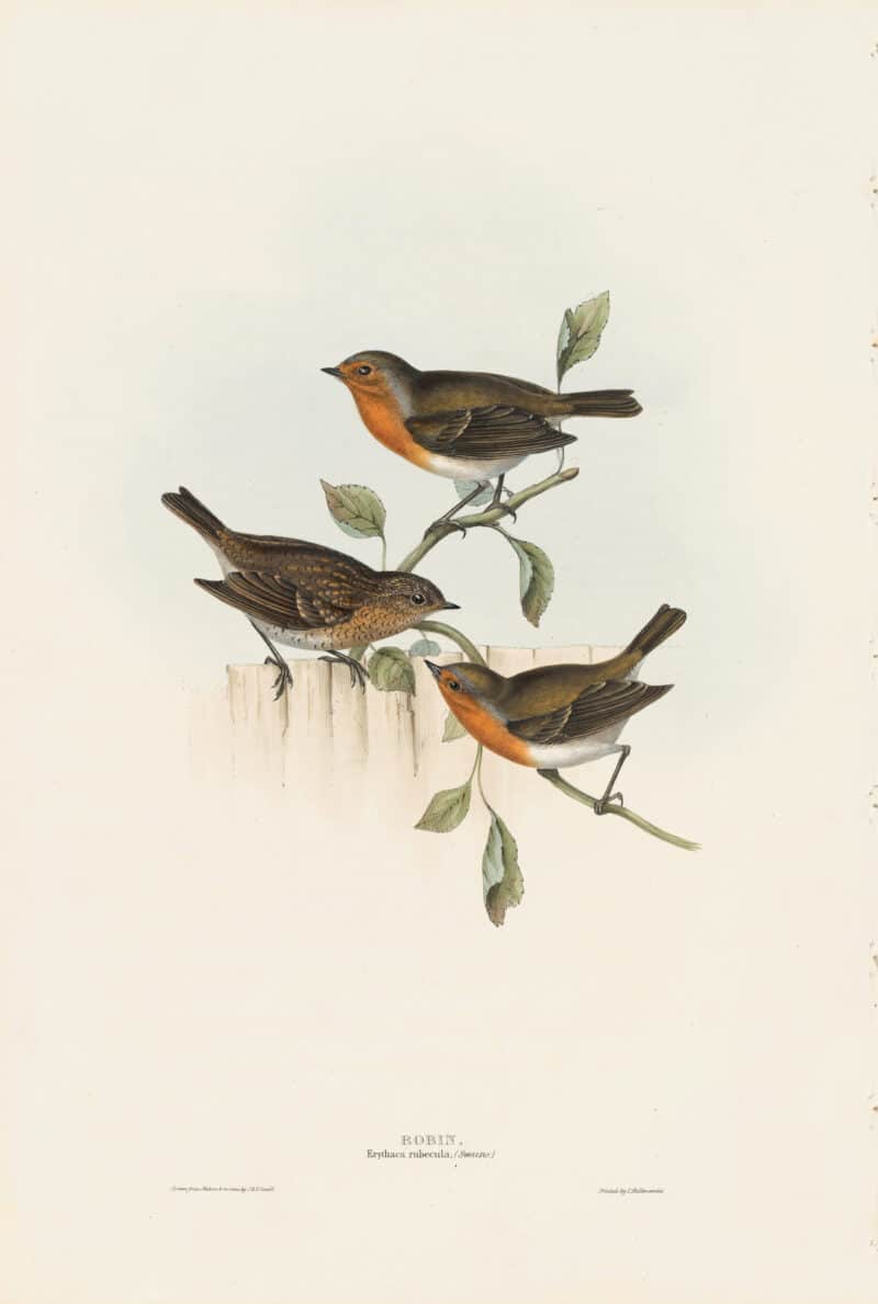 Gould Birds of Europe, Pl. 98 Robin