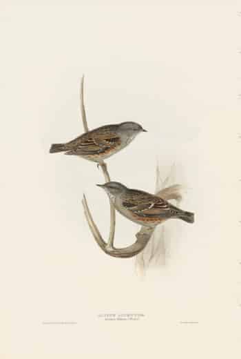 Gould Birds of Europe, Pl. 99 Alpine Accentor