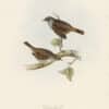 Gould Birds of Europe, Pl. 100 Hedge Accentor