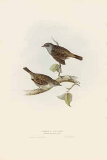 Gould Birds of Europe, Pl. 100 Hedge Accentor