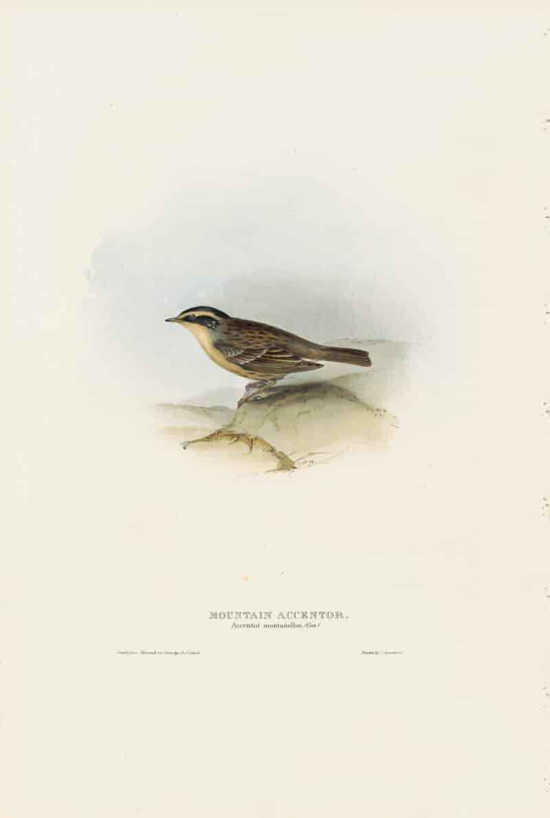 Gould Birds of Europe, Pl. 101 Mountain Accentor