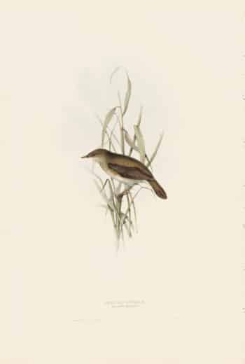 Gould Birds of Europe, Pl. 102 Reed Locustelle