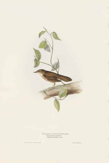 Gould Birds of Europe, Pl. 104 Willow Locustelle