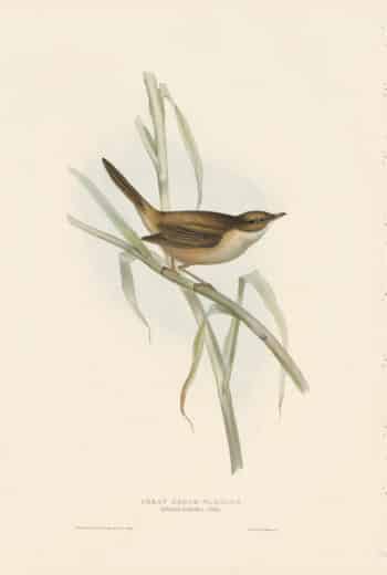 Gould Birds of Europe, Pl. 106 Great Sedge Warbler