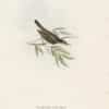 Gould Birds of Europe, Pl. 107 Olive-tree Salicaria