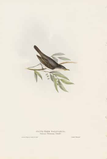 Gould Birds of Europe, Pl. 107 Olive-tree Salicaria