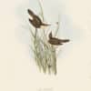 Gould Birds of Europe, Pl. 108 Reed Wren