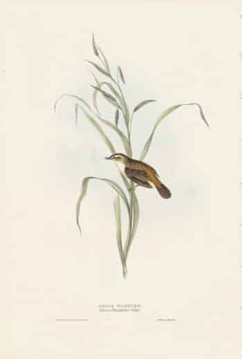 Gould Birds of Europe, Pl. 110 Sedge Warbler