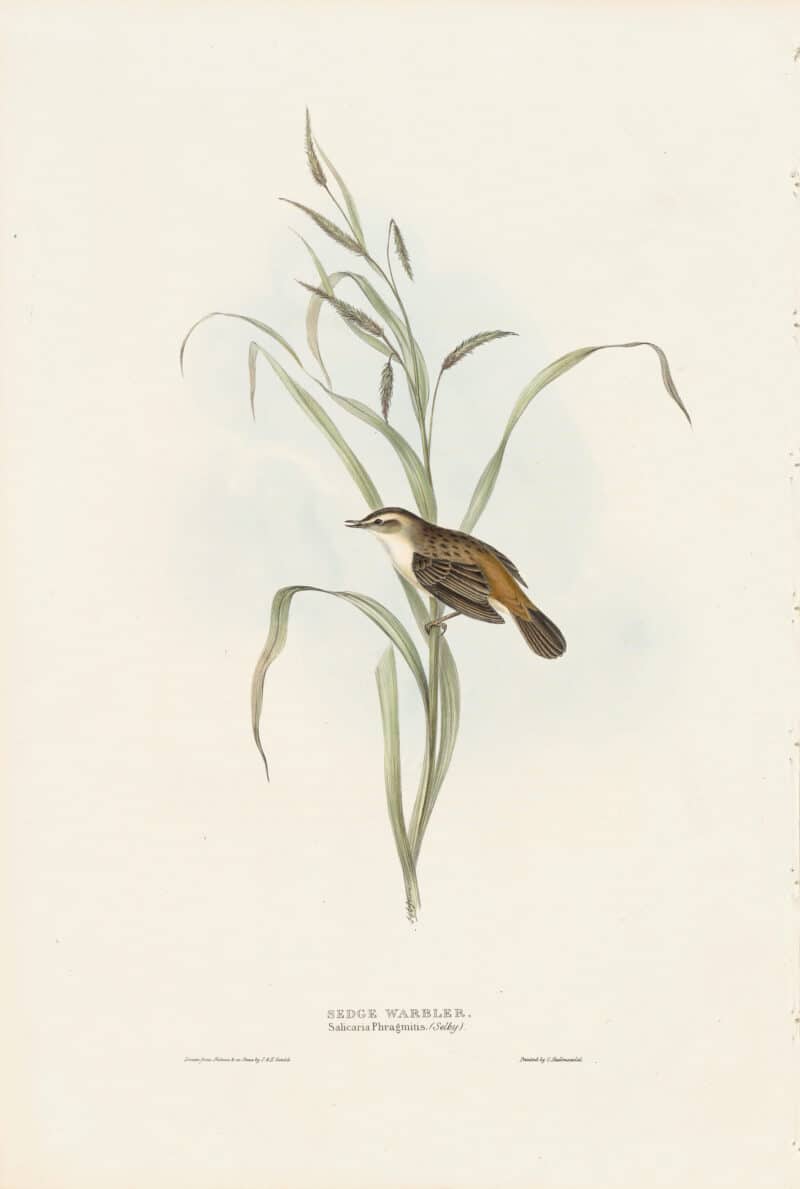 Gould Birds of Europe, Pl. 110 Sedge Warbler