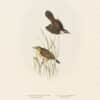 Gould Birds of Europe, Pl. 111 Moustached Warbler, Aquatic Warbler
