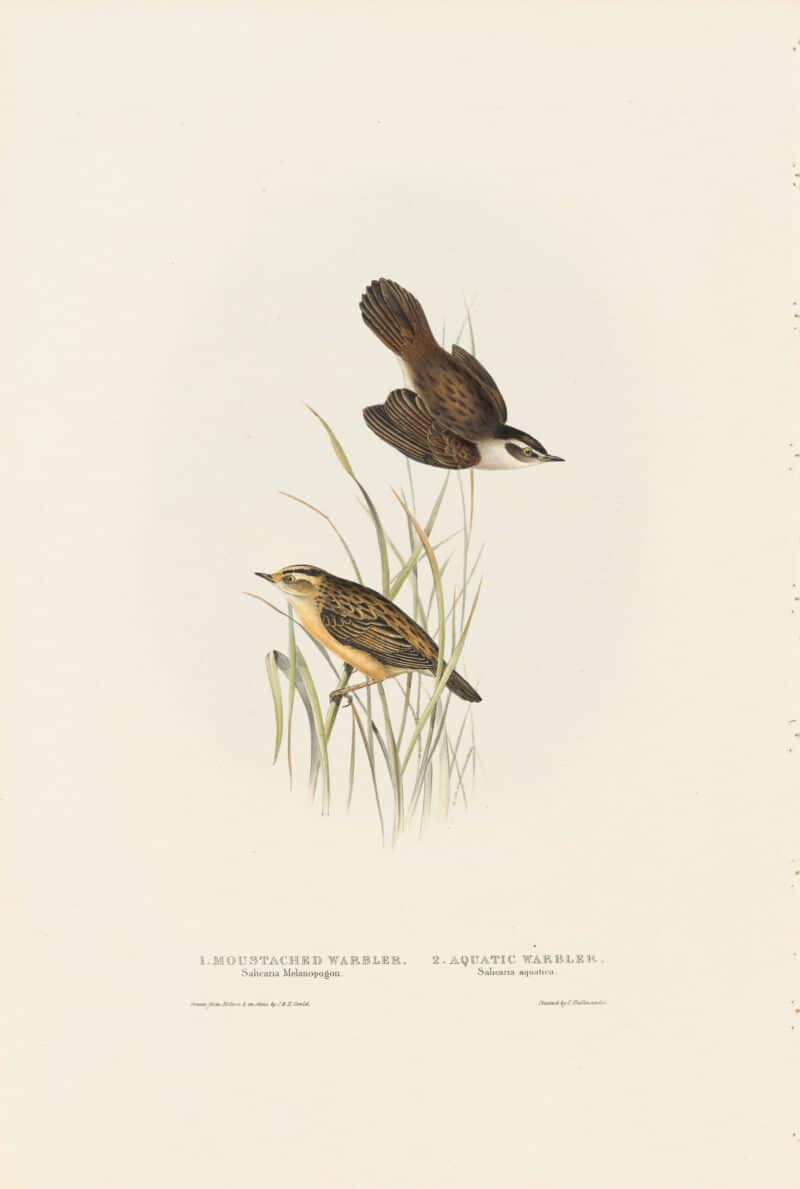 Gould Birds of Europe, Pl. 111 Moustached Warbler, Aquatic Warbler