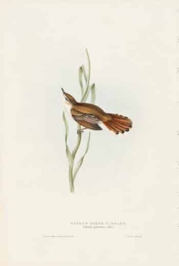 Gould Birds of Europe, Pl. 112 Rufous Sedge Warbler