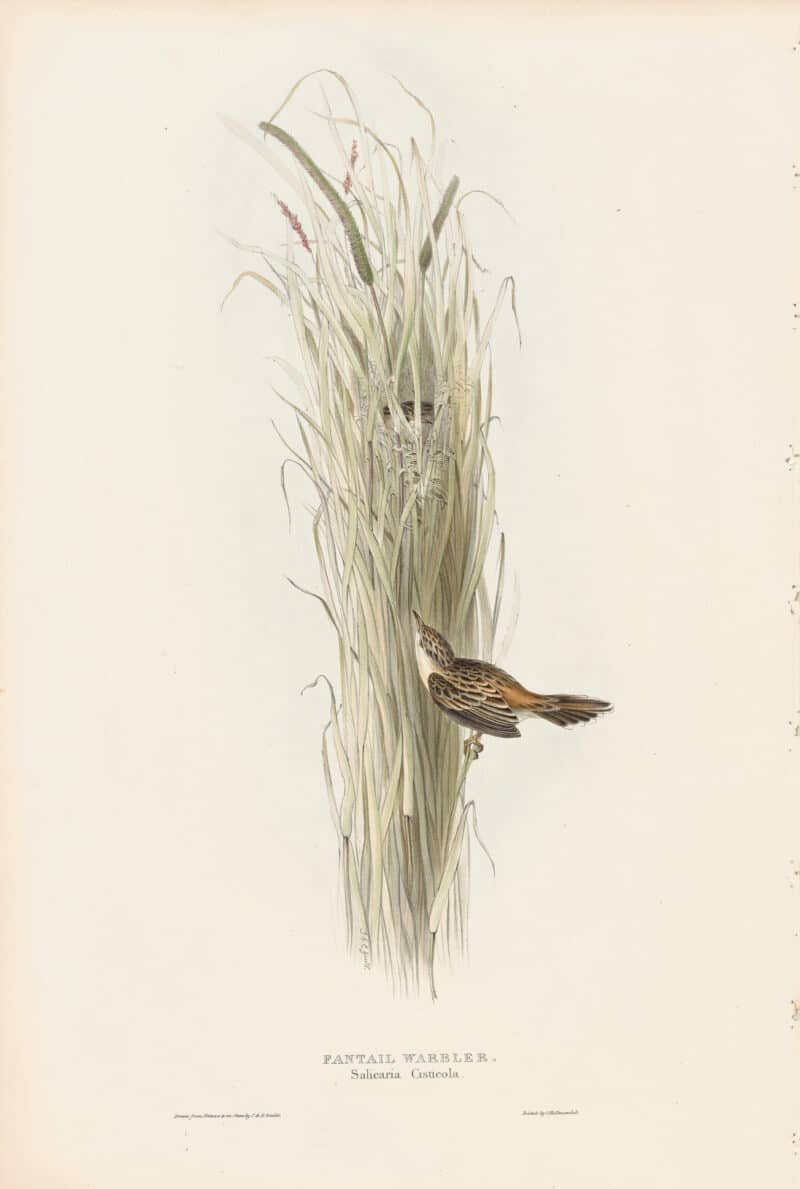 Gould Birds of Europe, Pl. 113 Fantail Warbler
