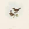 Gould Birds of Europe, Pl. 114 Cetti's Warbler