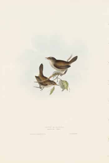 Gould Birds of Europe, Pl. 114 Cetti's Warbler