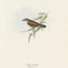 Gould Birds of Europe, Pl. 115 Silky Warbler