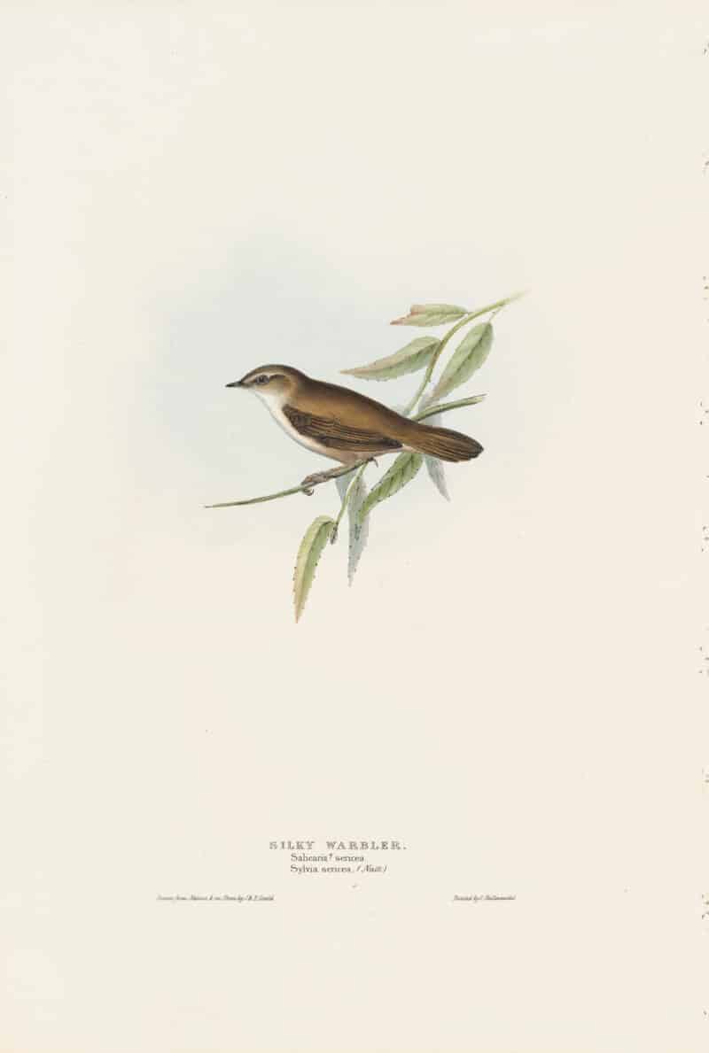 Gould Birds of Europe, Pl. 115 Silky Warbler