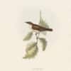 Gould Birds of Europe, Pl. 116 Nightingale