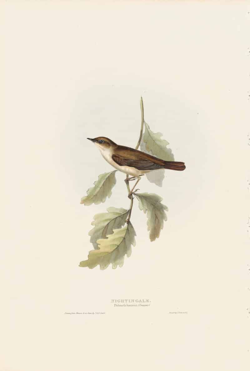 Gould Birds of Europe, Pl. 116 Nightingale